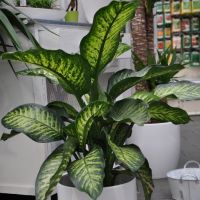 Dieffenbachia