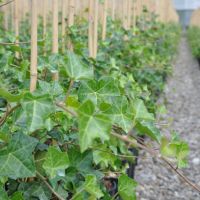 Hedera hibernica