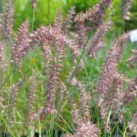 Pennisetum 'Karley Rose'