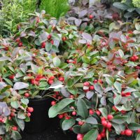 Rebhuhnbeere - Gaultheria